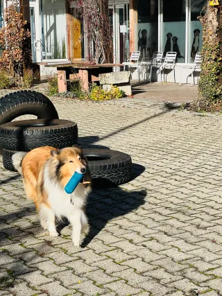 Dieser Anbieter hat keine Bildbeschreibung für dieses Bild hinterlegt