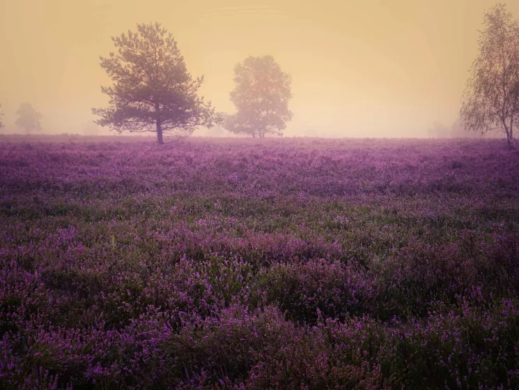 Yoga Premiumkurs Aufzeichnungen (Do 19:00–20:30) @ Yoga im Hof