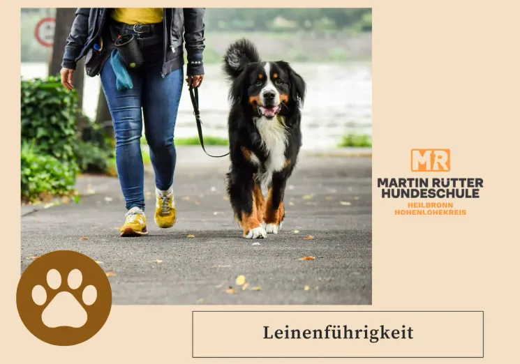 Leinenführigkeitskurs @ Martin Rütter Hundeschule Heilbronn/Hohenlohekreis