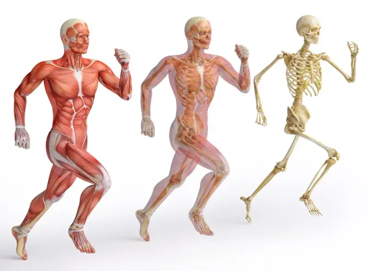 Funktionelle Anatomie im Trainings-Alltag @ Rainer Fitness- und Gesundheitsstudio