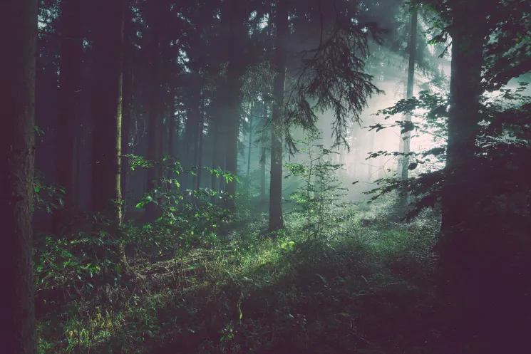 Waldbaden: Achtsamkeit und Meditation in der Natur 2023 @ Yoga Vidya Bamberg