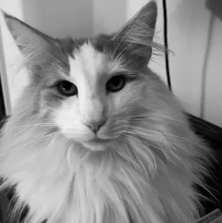 Jutta
