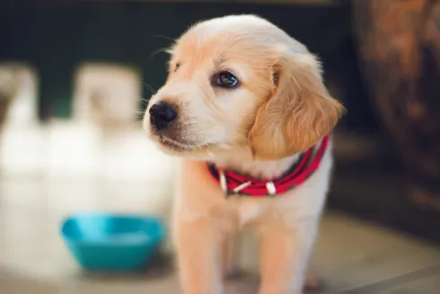 Welpenkurs (+ für Hunde ohne Grundsignalkenntnis) TBB @ Martin Rütter Hundeschule Würzburg und Main-Tauber-Kreis