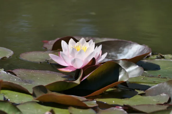 Gesichtsyoga Manherz