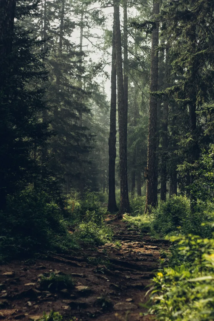 Offline (SILENT) Half-Day Retreat with Guka (EN) @ Yoga Nest Oerlikon