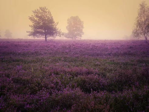 De locatie heeft geen afbeeldingsbeschrijving voor deze afbeelding opgegeven
