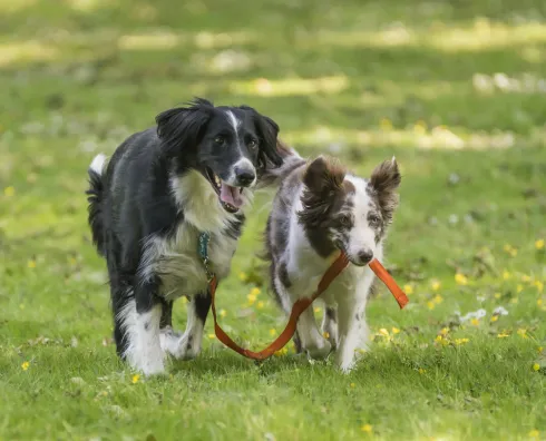 Gruppenspaziergang 1h - große Gruppe  @ Martin Rütter Hundeschule Würzburg und Main-Tauber-Kreis