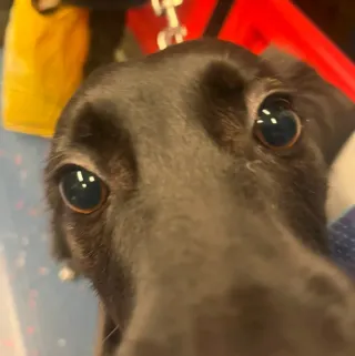 Fiona