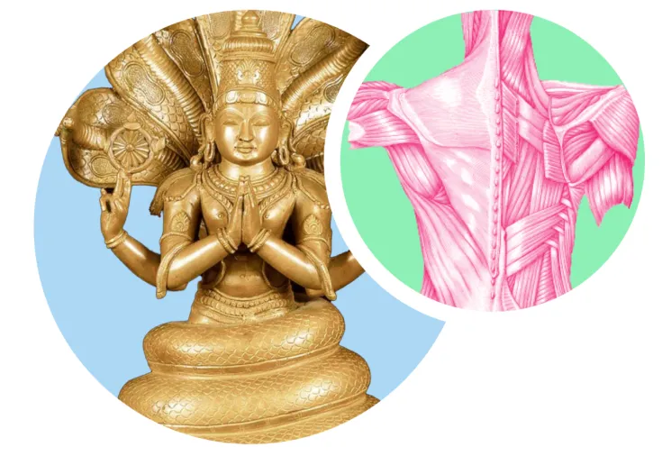 STUDY + PRACTICE - IN DEPTH COURSE @ Yoga Coolhaven