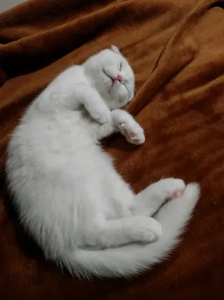 Sascha