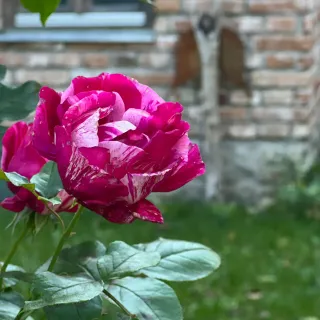 Sarah R.