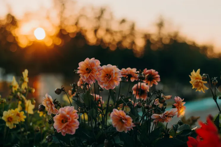 Yoga-Spendenworkshop zum Sommeranfang am 21. Juni 2026 | Internationaler Weltyogatag @ Om Shanti Yoga