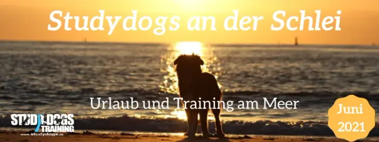 Trainingswoche 2022 - Obedience für Hundesportler @ Hundezentrum Studydogs
