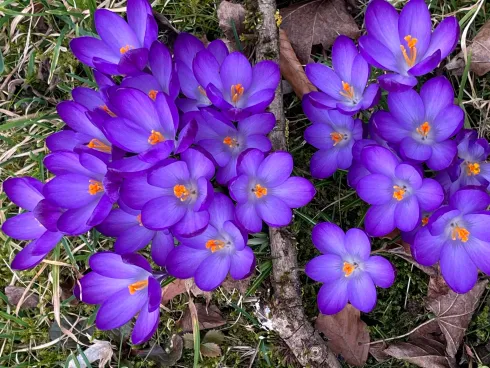 Vinyasa Yoga sanft - sanfter Hatha Yoga auch für Senioren - zertifizierter Präventionskurs Krankenkasse @ Brigitte Gnann